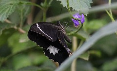 Papilio schmeltzi