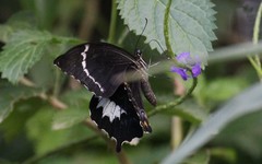 Papilio schmeltzi