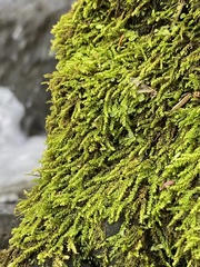 Hygrohypnella ochracea