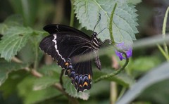 Papilio schmeltzi