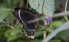 Papilio schmeltzi