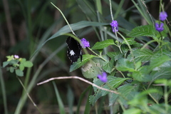 Papilio schmeltzi