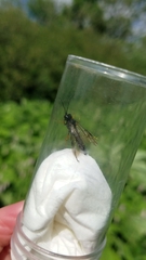 Tenthredo mandibularis