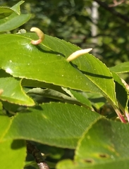 Eriophyes cerasicrumena