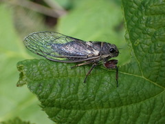 Platypedia areolata