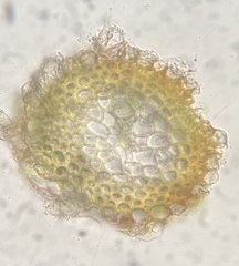 Hygrohypnella ochracea