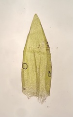 Hygrohypnella ochracea