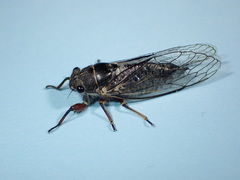Platypedia areolata