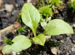 Claytonia caroliniana