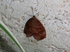 Lepidoptera