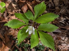 Anemonoides lancifolia