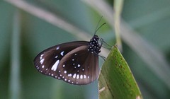 Euploea lewinii