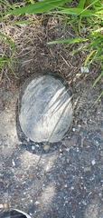 Malaclemys terrapin