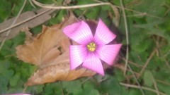 Oxalis hispidula