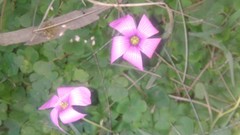 Oxalis hispidula