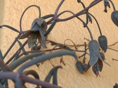 Kalanchoe beauverdii