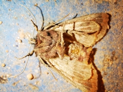 Euplexia benesimilis