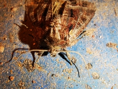Euplexia benesimilis