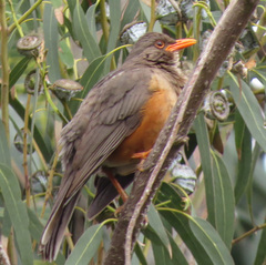 Turdus abyssinicus
