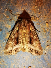 Euplexia benesimilis