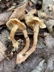 Kuehneromyces marginellus