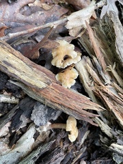 Kuehneromyces marginellus