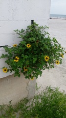 Helianthus debilis