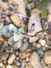 Streptanthus barbatus