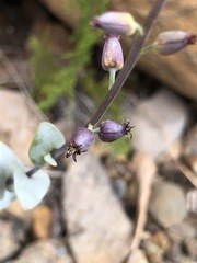 Streptanthus barbatus