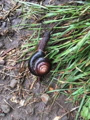 Monadenia subcarinata
