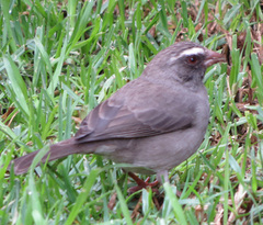 Crithagra tristriata