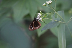 Euploea lewinii
