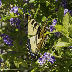 Papilio rutulus