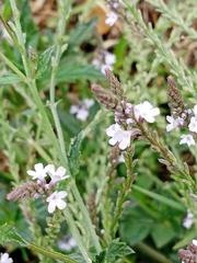 Verbena carolina
