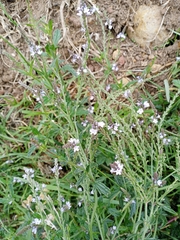 Verbena carolina