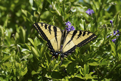 Papilio rutulus