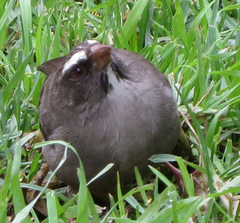 Crithagra tristriata