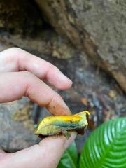 Buchwaldoboletus acaulis