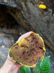 Buchwaldoboletus acaulis