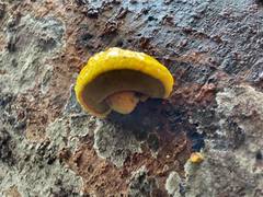 Buchwaldoboletus acaulis
