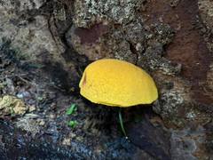 Buchwaldoboletus acaulis