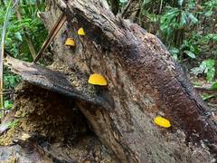 Buchwaldoboletus acaulis