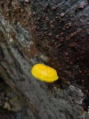 Buchwaldoboletus acaulis