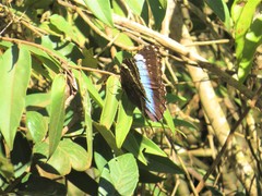 Morpho helenor achillides