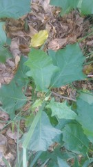 Solanum bonariense