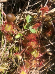 Drosera