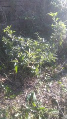 Austroeupatorium inulifolium