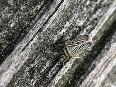 Amblysellus curtisii