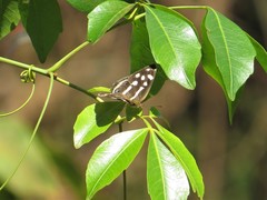 Dynamine postverta postverta