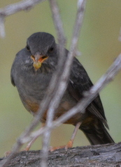 Turdus smithi